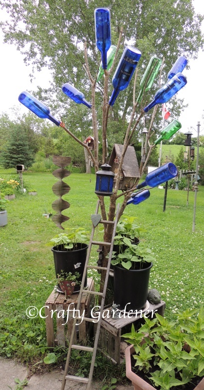 an old lilac tree is trimmed to become a bottle tree
