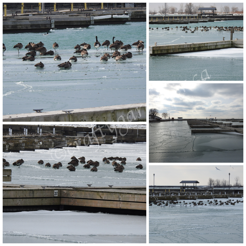 Canada Geese at the Cobourg waterfront by craftygardener.ca