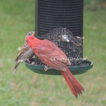The Feeders are Busy