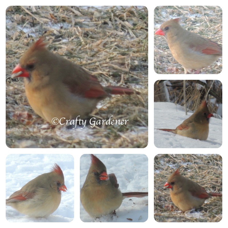 Cardinals at craftygardener.ca