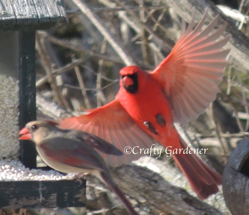 male cardinal in flight at craftygardener.ca