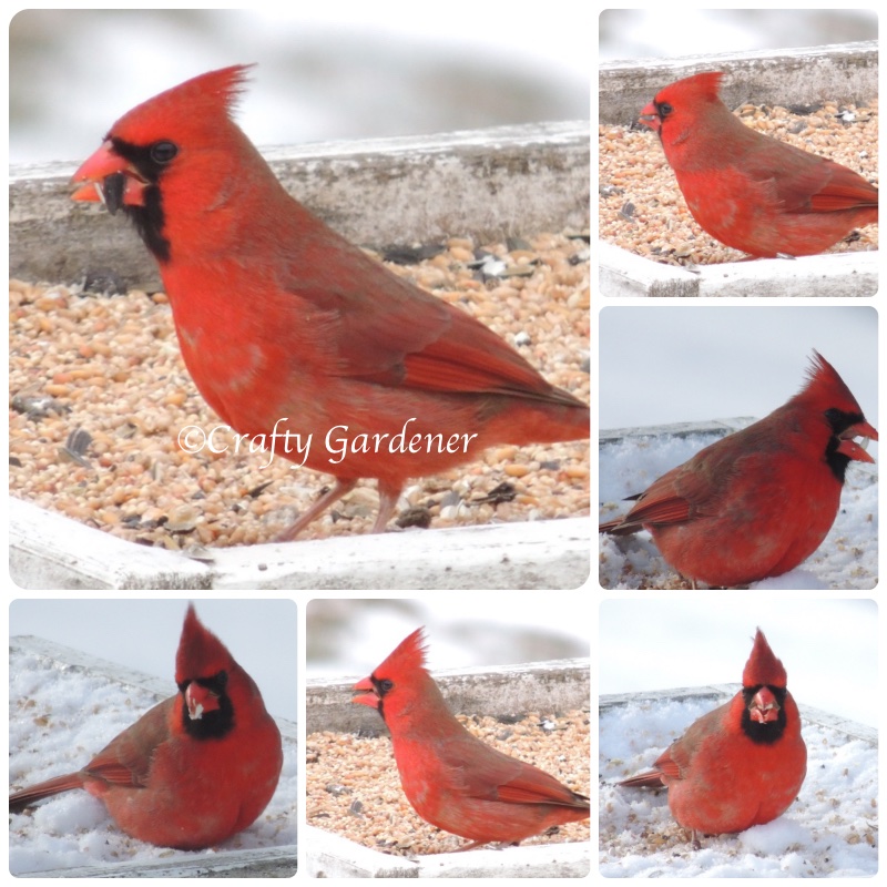 Cardinals at craftygardener.ca