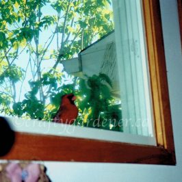 cardinal at the window at craftygardener.ca