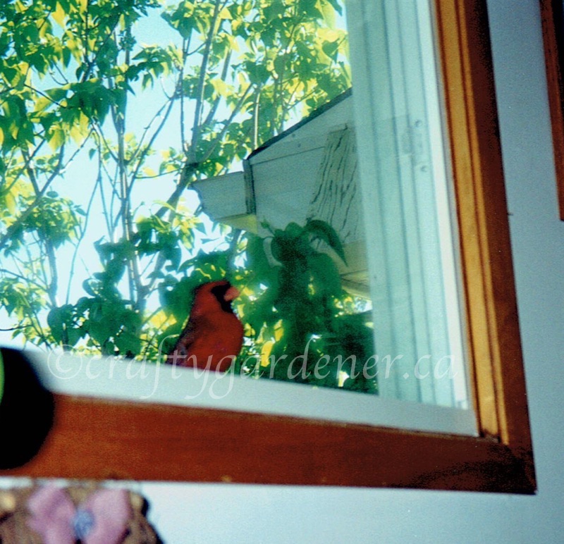 cardinal at the window at craftygardener.ca