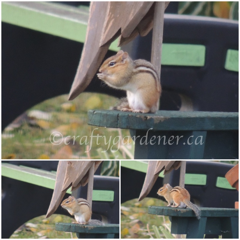 Chippy enjoying a break from gathering seeds for the winter at craftygardener.ca