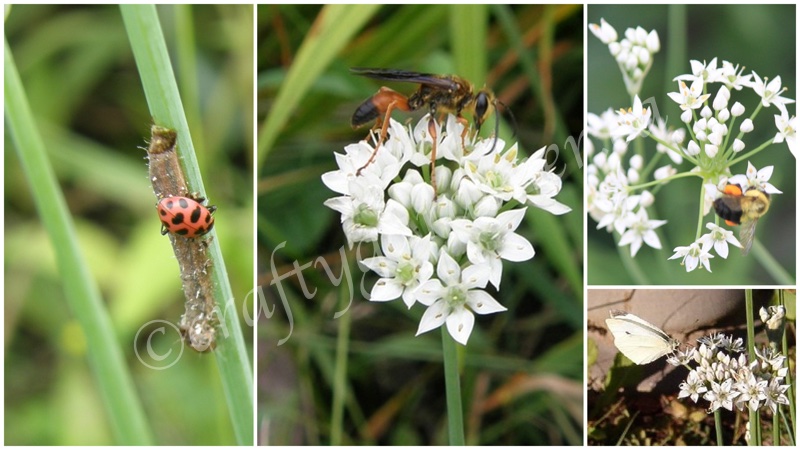 critters on the garlic chive blooms at craftygardener.ca