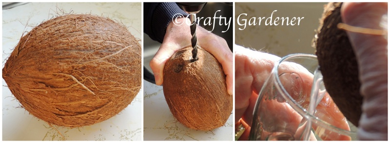 how to make a coconut feeder at craftygardener.ca
