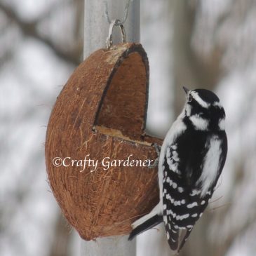 The Coconut Feeder with Suet