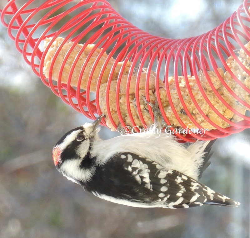 downy woodpecker at the coil feeder at craftygardener.ca