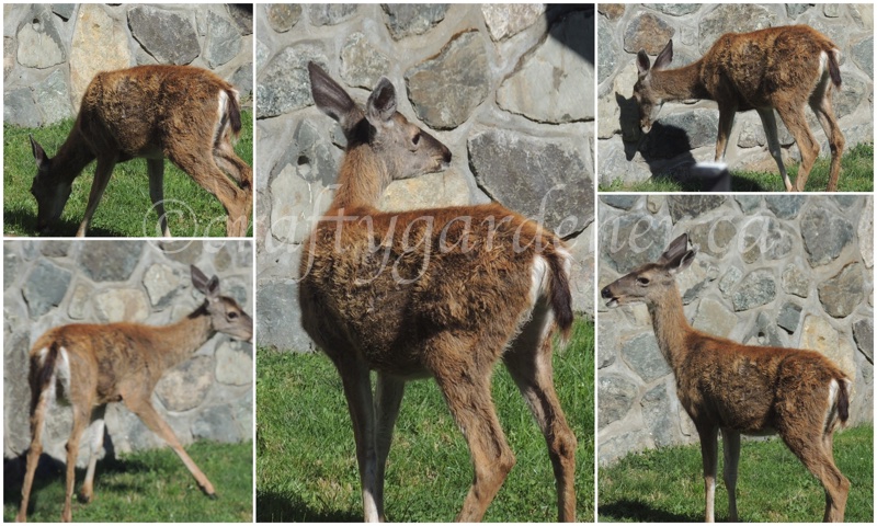 deer photographed in British Columbia, 2016 by craftygardener.ca