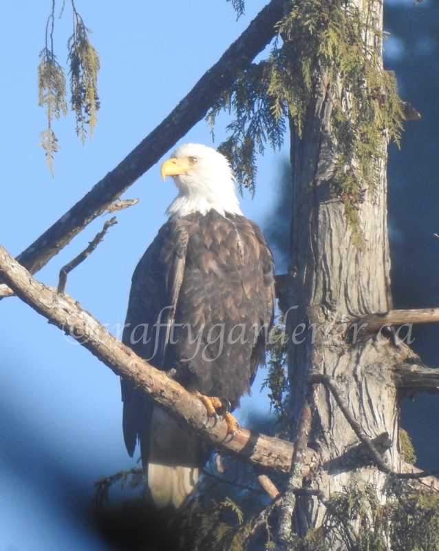 Photographing eagles at Goldstream Provincial Park, Victoria BC ... craftygardener.ca
