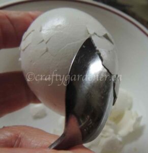 how to peel an egg at craftygardener.ca