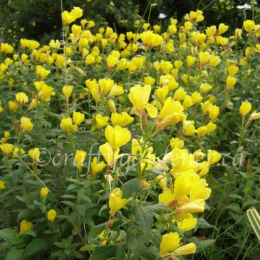 Plant Profile: Evening Primrose