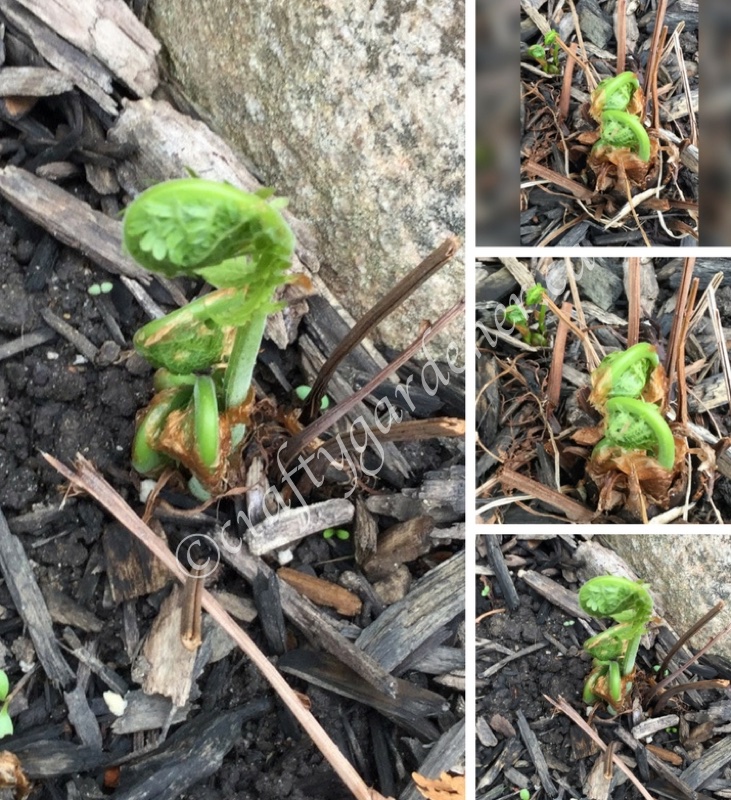 ferns emerging at craftygardener.ca