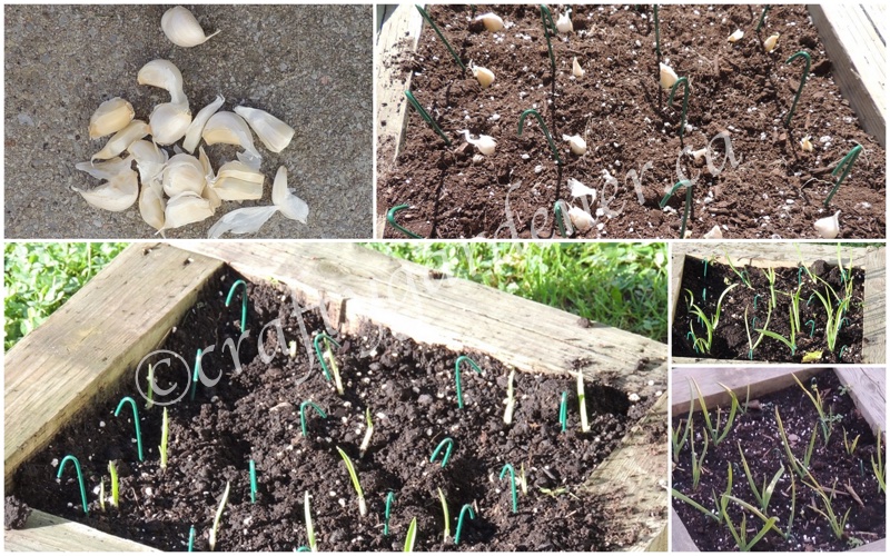 garlic growing at craftygardener.ca