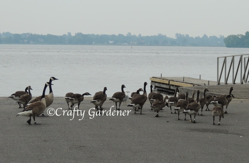 geese walk2