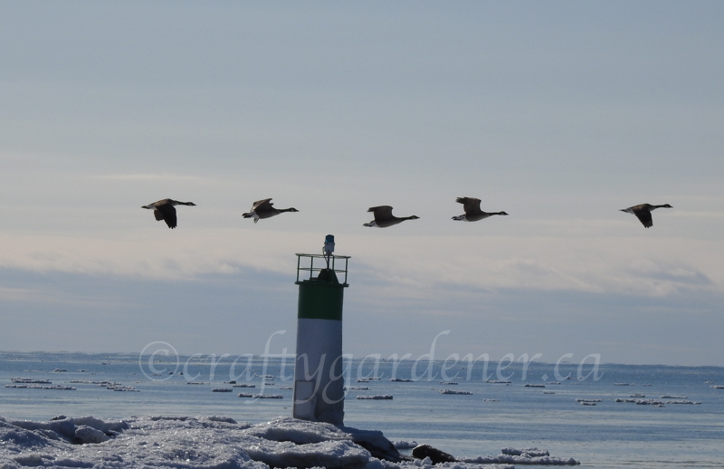 Canada geese in flight at Wellington Beach by craftygardener.ca
