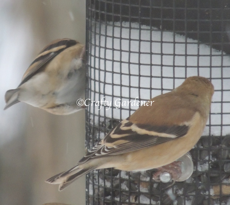 goldfinches13aa