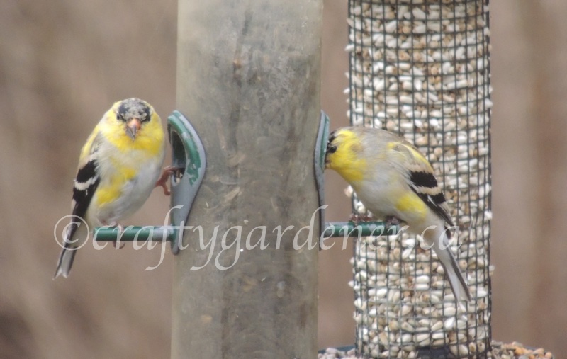 2sDay goldfinches at craftygardener.ca