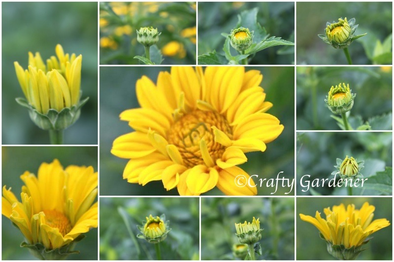 heliopsis buds1