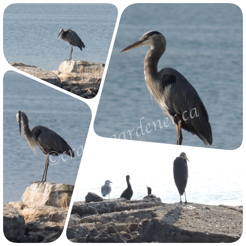 the heron down by the bay taken by craftygardener.ca