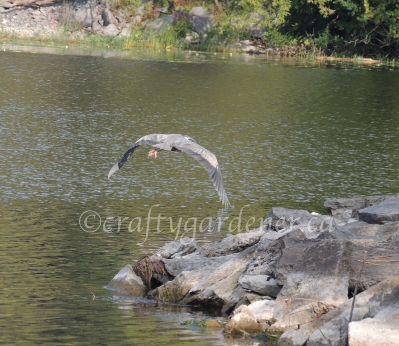 the heron in flight captured by craftygardener.ca