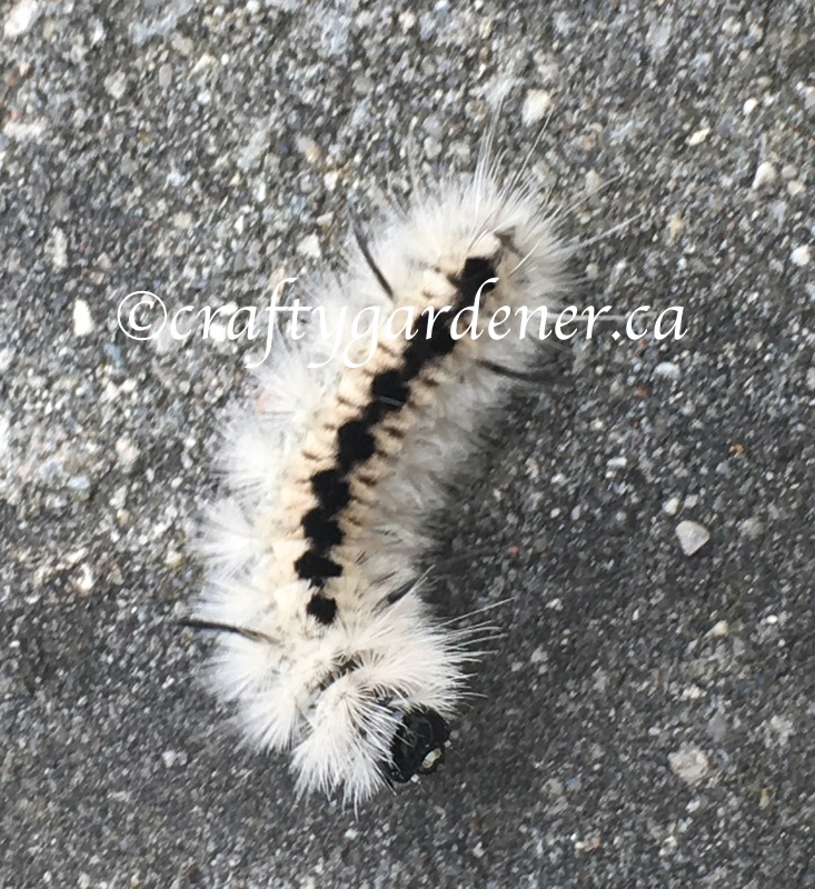 a hickory tussock moth caterpillar at craftygardener.ca