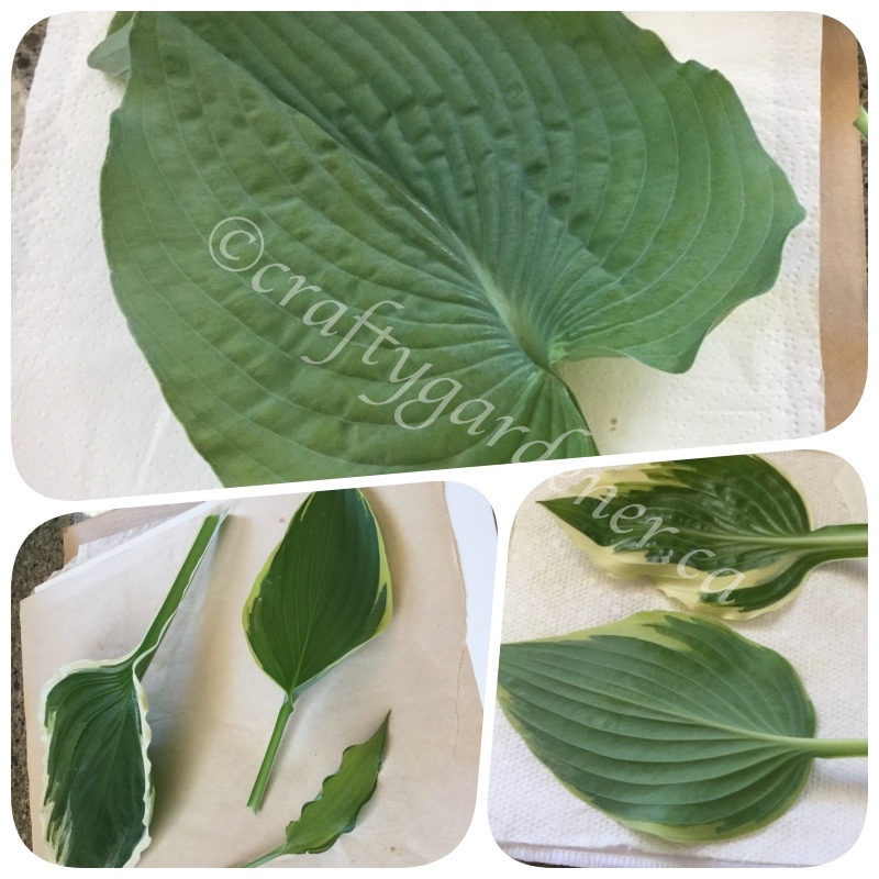 pressed hosta leaves at craftygardener.ca