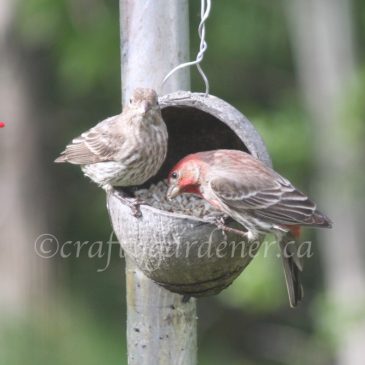 The House Finches