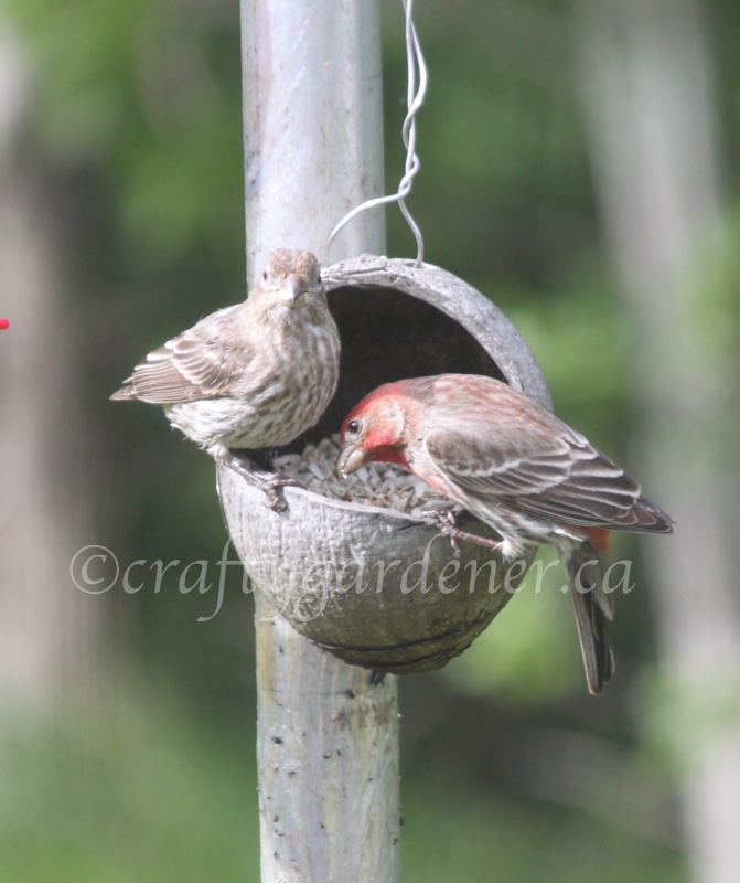 male and female house finch at craftygardener.ca