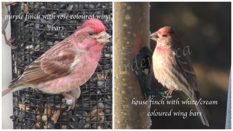 how to distinguish house finches and purple finches at craftygardener.ca