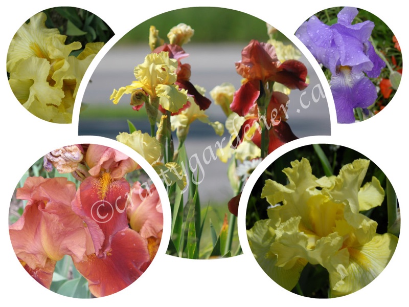 iris varieties at craftygardener.ca