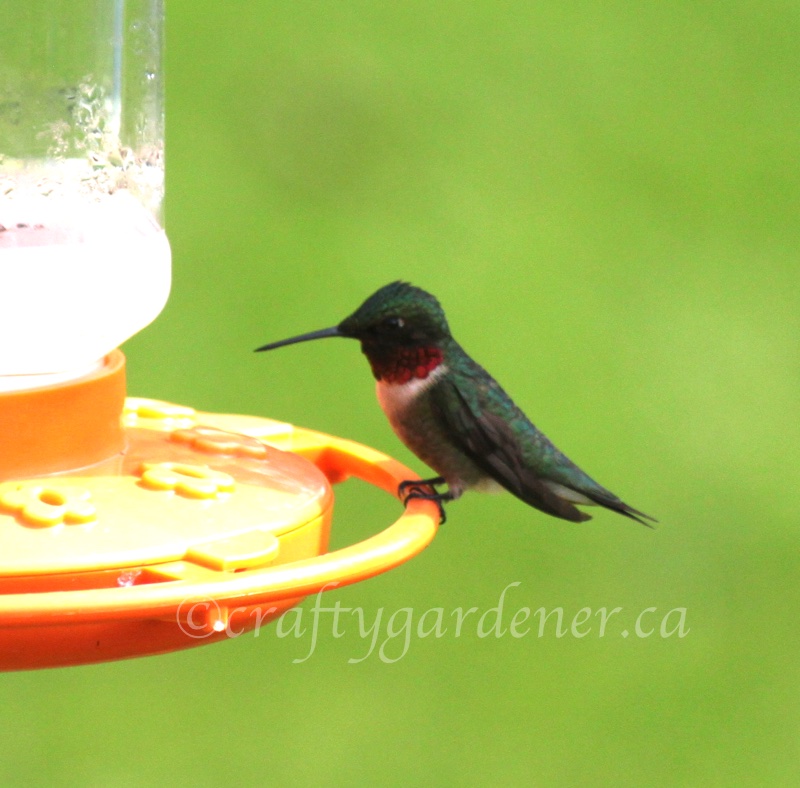 a hummingbird at the feeder at craftygardener.ca