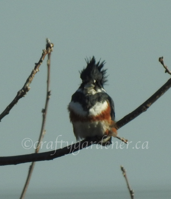 the female belted kingfisher at craftygardener.ca