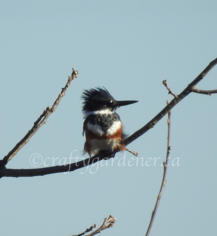 the female belted kingfisher at craftygardener.ca