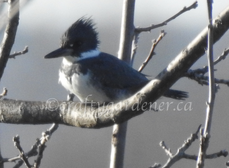 the male belted kingfisher at craftygardener.ca