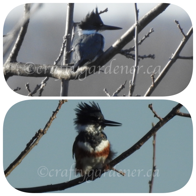 male and female belted kingfisher at craftygardener.ca