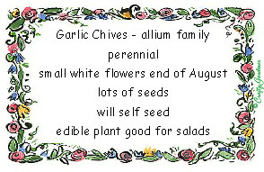 garlic chive seed label from craftygardener.ca