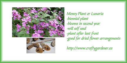 seed label for lunaria at craftygardener.ca