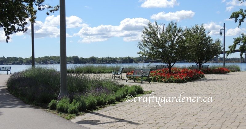 lavender garden on the waterfront trail