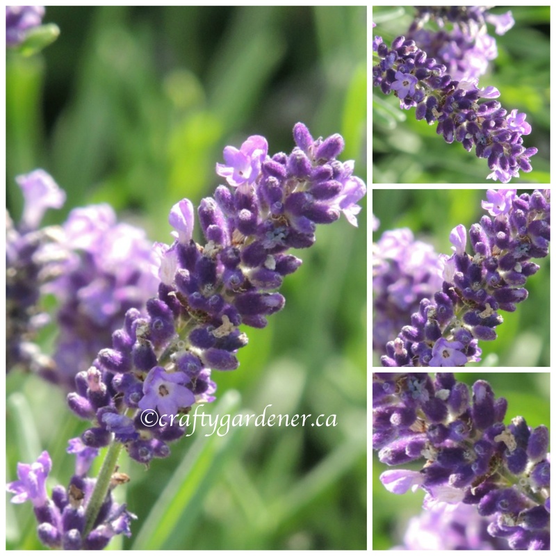 growing lavender at craftygardener.ca