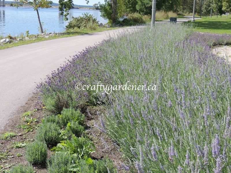 lavender garden on the waterfront trail