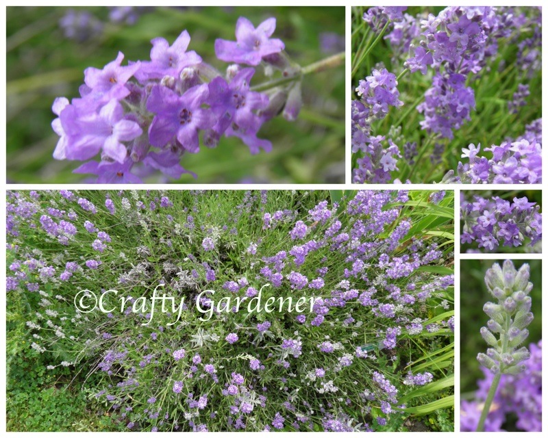 growing lavender at craftygardener.ca