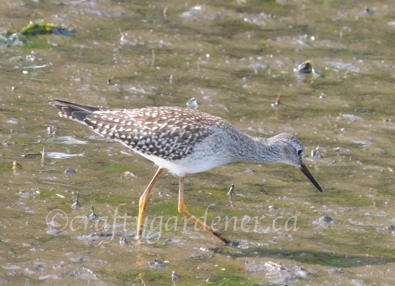 lesser yellowlegs by the Bay of Quinte spotted by craftygardener.ca