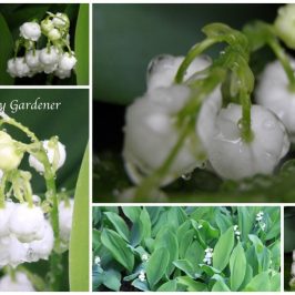 lily of the valley at craftygardener.ca
