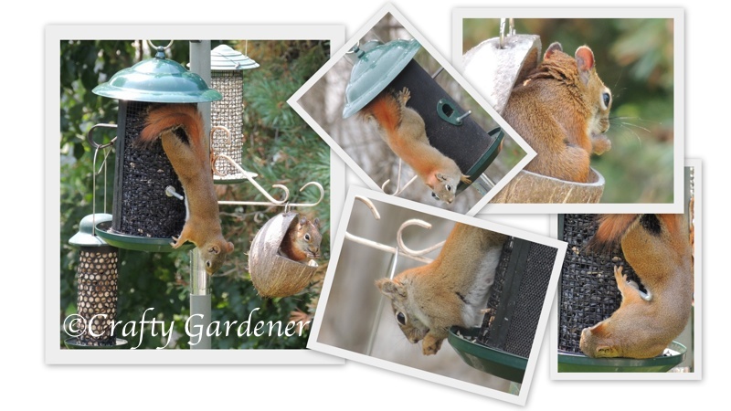 little red squirrels enjoying the feeders at craftygardener.ca