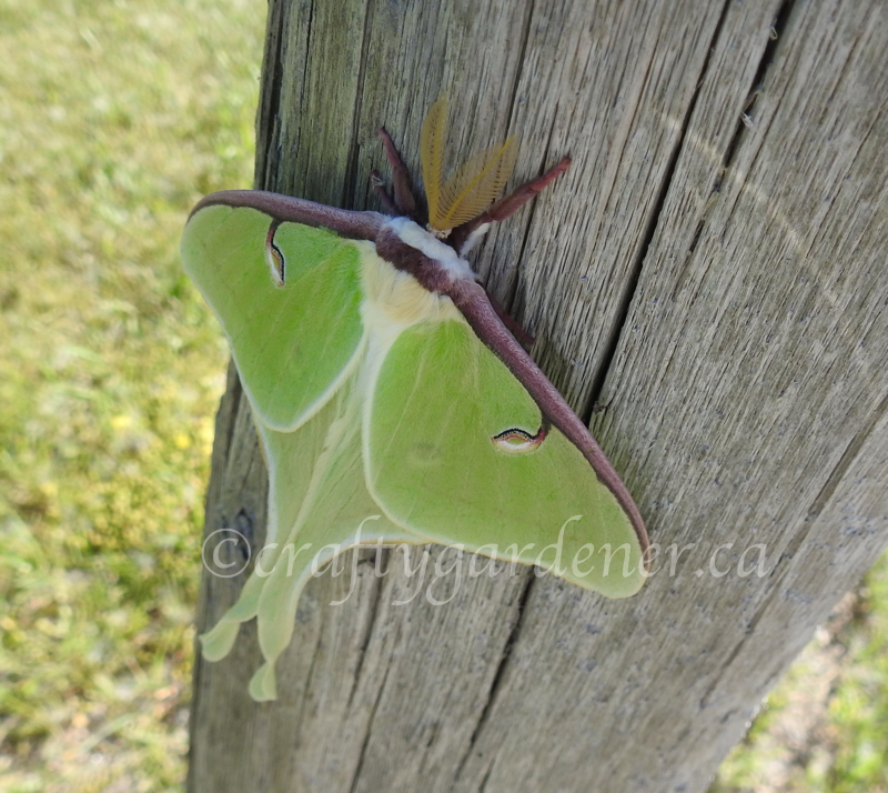 the luna moth at craftygardener.ca