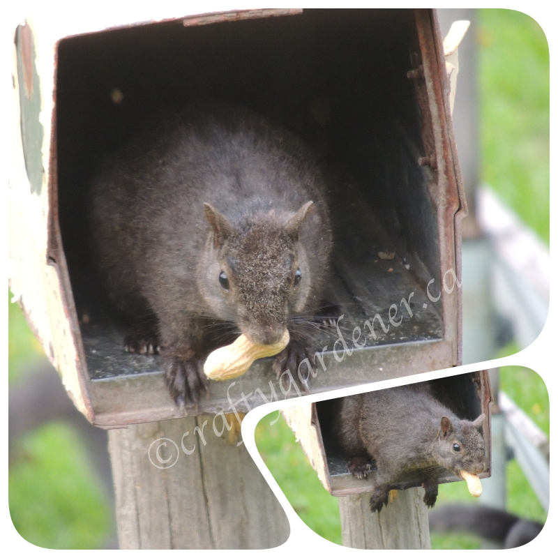 the squirrel in the mailbox feeder at craftygardener.ca