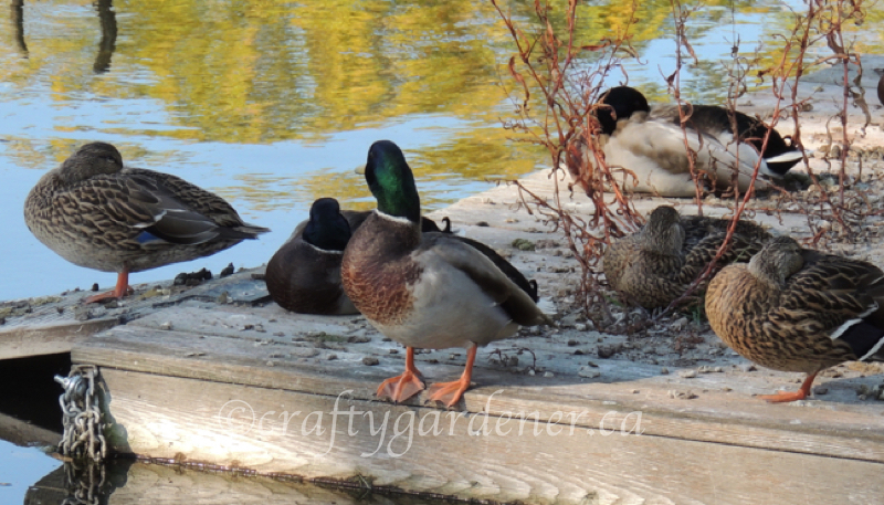 mallard ducks at craftygardener.ca