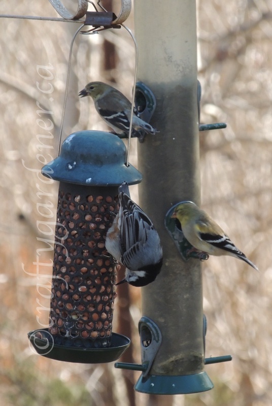 at the bird feeders at craftygardener.ca